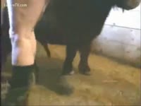 Farmer man craves anal animal sex with the horse